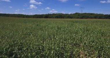 Batı Pennsylvania Mısır alanları üzerinde düşük hava sinek.