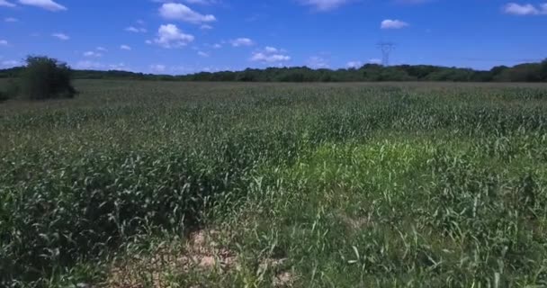 Voar para a frente baixa sobre campos de milho na Pensilvânia Ocidental . — Vídeo de Stock