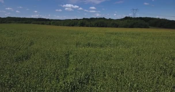 Vol aérien vers l'avant bas au-dessus de grands champs de maïs dans l'ouest de la Pennsylvanie .