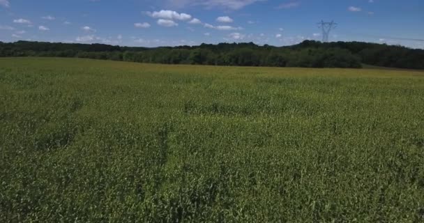 Låg framåt antenn flyga över stora sädesfält i västra Pennsylvania. — Stockvideo