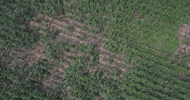 Widok z lotu ptaka Rising prosto nad polem kukurydzy zachodniej Pensylwanii — Wideo stockowe