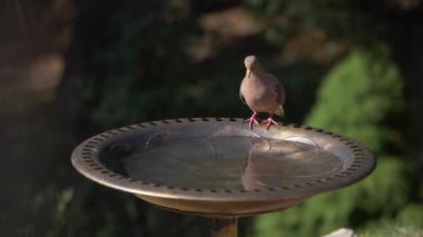 Kuş Hamamındaki Güvercin Aşırı Yavaş Hareket Görünümü