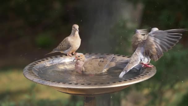 Vista al rallentatore estremo delle colombe nel bagno degli uccelli — Video Stock