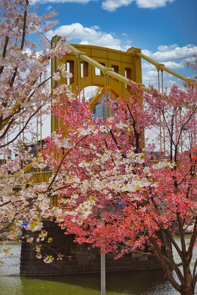 Pittsburgh, Pennsylvania 'da bahar aylarında açan pembe kiraz çiçeklerinin dikey görüntüsü. Uzakta ikonik sarı Andy Warhol Köprüsü.