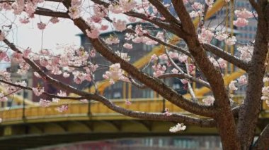 Pittsburgh 'un kuzey kıyısındaki kiraz ağaçları üzerindeki dalların uzun bir görüntüsü. Uzakta ikonik sarı Andy Warhol Köprüsü.  