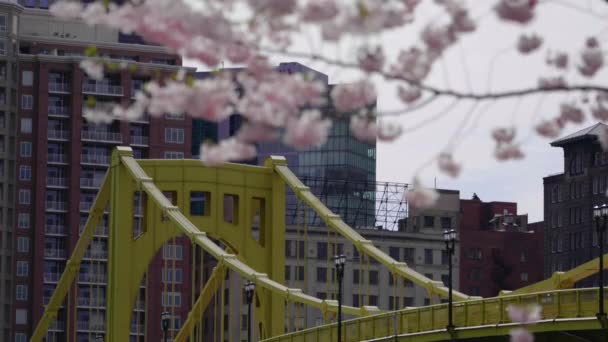 Foco Cremalheira Lento Árvores Flor Cerejeira Primavera Para Topo Ponte — Vídeo de Stock