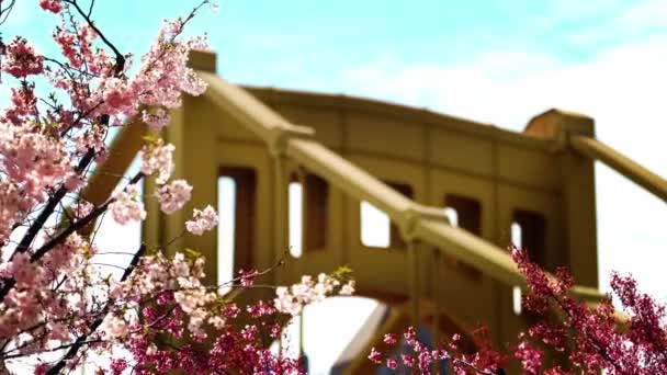 Powolne Zbliżenie Rack Ostrość Wiosennych Drzew Kwiatu Wiśni Szczytu Żółtego — Wideo stockowe