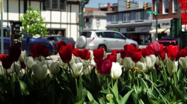 Küçük bir kasaba kavşağının durağan bir görüntüsü. Ön planda renkli laleler.  