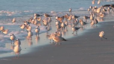 Martılar sahilde toplamak