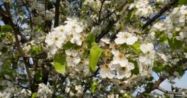 4 k ağaç çiçekleri 4269 detay