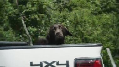 4 k köpek bir kamyonun arkasında