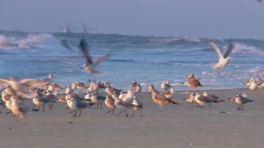 Martılar sahilde toplamak