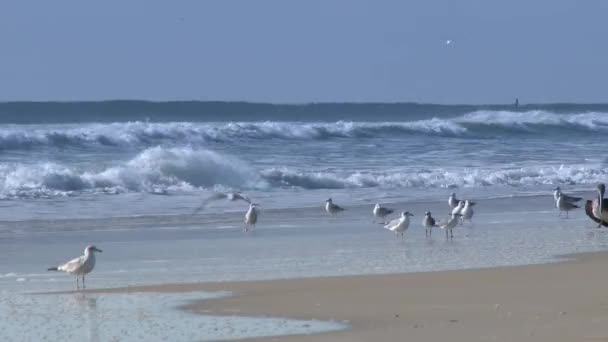 Gaviotas de pie en una playa . — Vídeo de stock