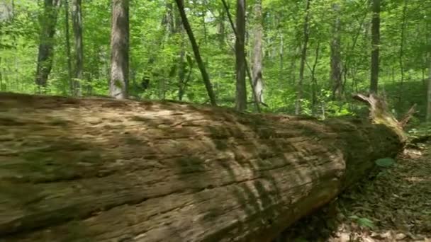 4K Árbol caído en el bosque 4373 — Vídeos de Stock