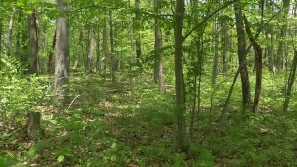 4К в лесу 4379 — стоковое видео
