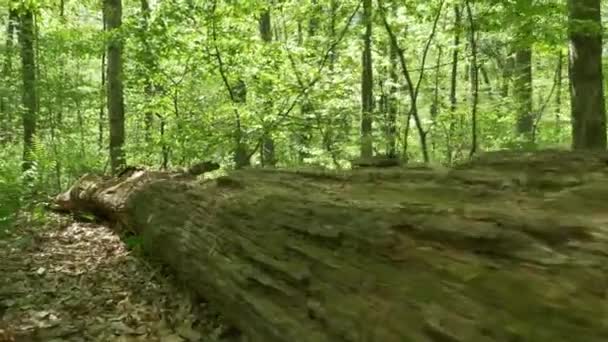 4 k neergehaalde boomstam in het bos 4374 — Stockvideo
