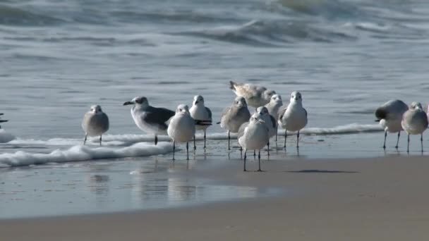 Чайки стоять на пляжі . — стокове відео