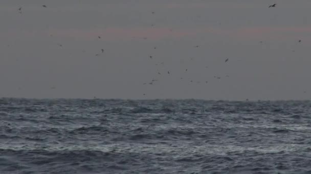 Lever de soleil matinal sur l'océan — Video