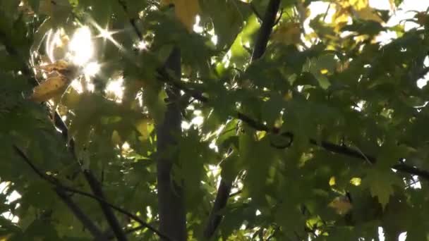 Détail des arbres. En 4K UltraHD . — Video