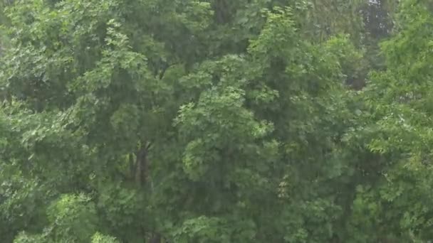 4 k liják vydatný déšť v lese — Stock video