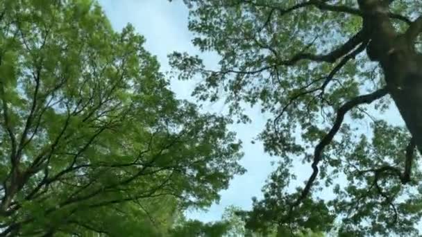Árvores 4K em uma floresta 4321 — Vídeo de Stock