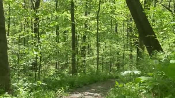 4K Marcher sur un chemin dans les bois 4375 