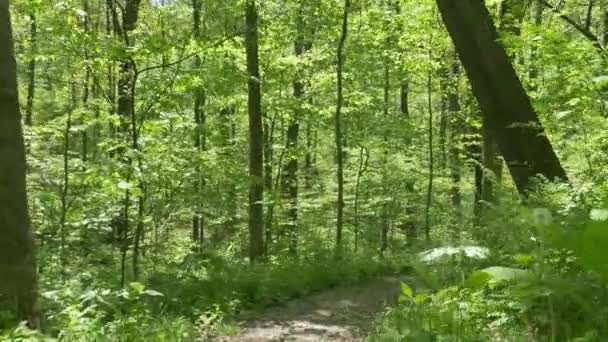 4K Camminare su un sentiero nel bosco 4375 — Video Stock