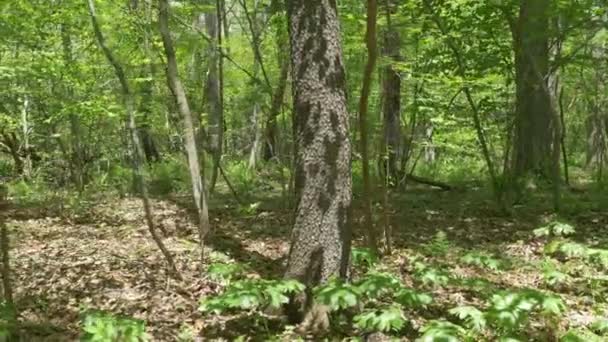 4K Caminando por un sendero en el bosque 4377 — Vídeo de stock