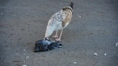 Bir martı saldırır, öldürür ve ölü bir kuşu yer..