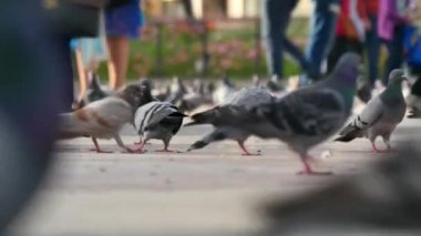 Plaza de Catalunya turistler