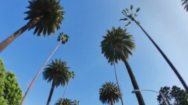 Beverly Hills palmiye ağaçları altında sürüş