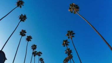 Beverly Hills palmiye ağaçları altında sürüş