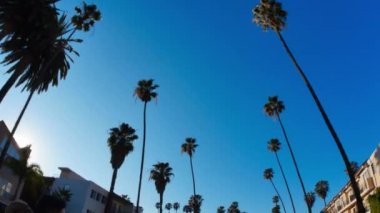 Beverly Hills palmiye ağaçları altında sürüş