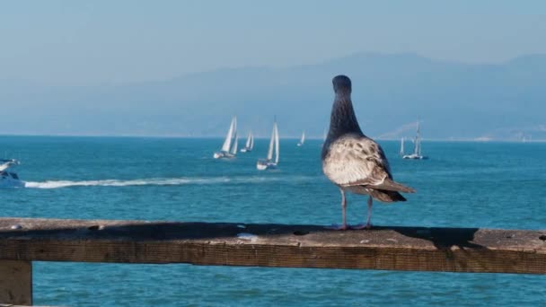 Gabbiano sul molo della spiaggia di Venezia — Video Stock