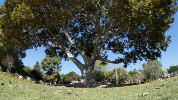 Big Tree Establishing Shot — Stock Video