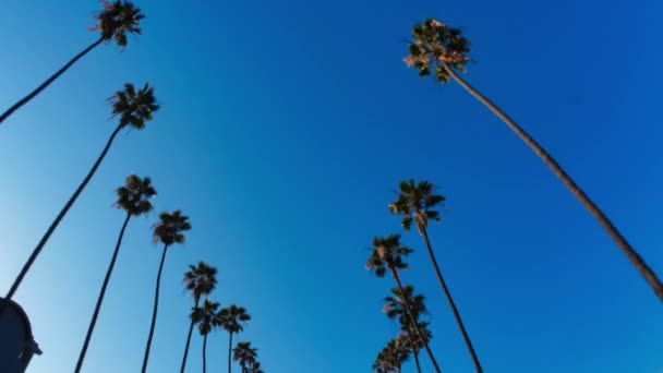 Řízení pod palmami Beverly Hills — Stock video