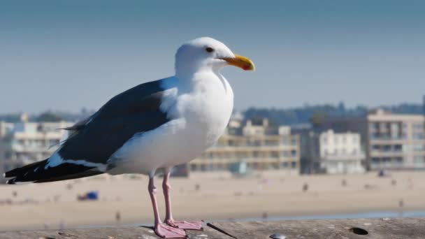 Gaivota no cais da praia de Veneza — Vídeo de Stock