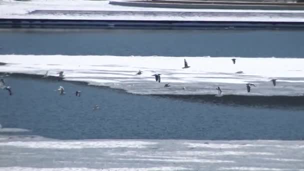 Flock of Seagulls Over the Frozen Ohio River — Stock Video