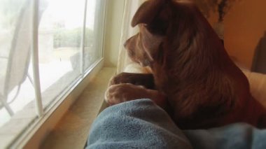 Üzücü bir köpek onu sahip eve dönmek için bekleyen pencereden görünüyor.