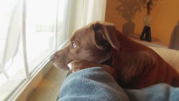 Сумна собака дивиться у вікно, чекаючи, поки її власник повернеться додому . — стокове відео