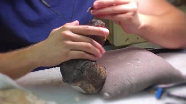 Archäologe reinigt und präpariert ein Knochenpräparat. — Stockvideo