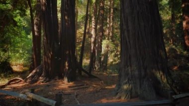 Uzun boylu Redwoods Kuzey Kaliforniya