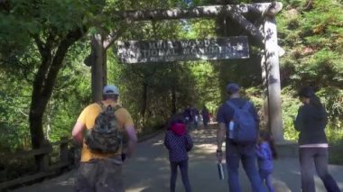 Turistler Muir Woods Ulusal Anıt yürümek