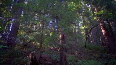 Uzun boylu Kuzey Kaliforniya Redwoods yürüyüş