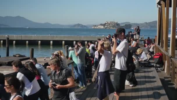 Touristen fotografieren die Seelöwen auf Pier 39 — Stockvideo