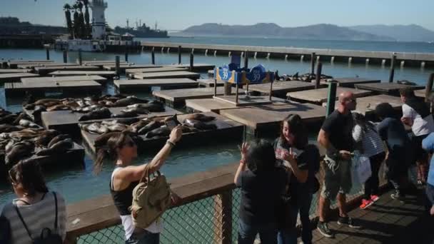 Turistas toman fotos de los leones marinos en el muelle 39 — Vídeos de Stock