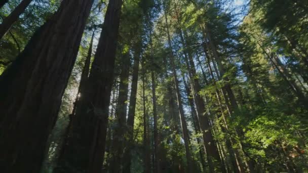 Hoog Redwoods van Noord-Californië — Stockvideo