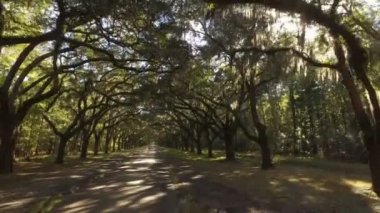 Wormsloe Plantation, yosunlu ağaçlar görüntüsünü izleme