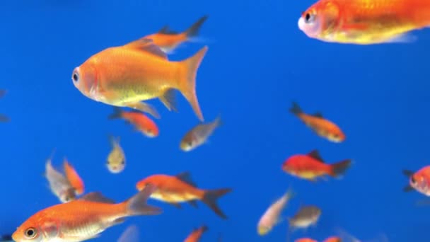 Pesce rosso in un serbatoio di pesce blu — Video Stock