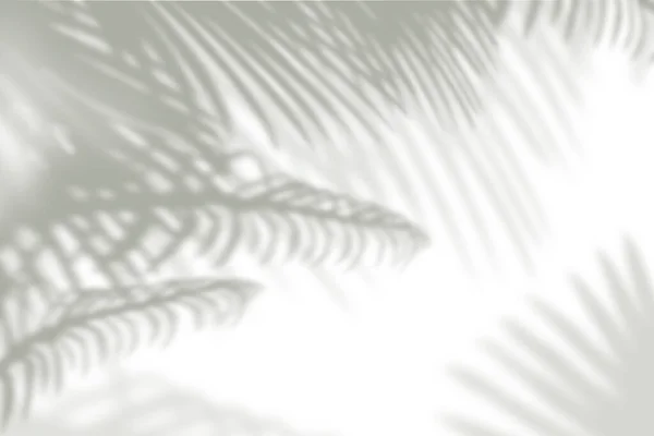 白い壁の熱帯ヤシの葉の影 — ストック写真